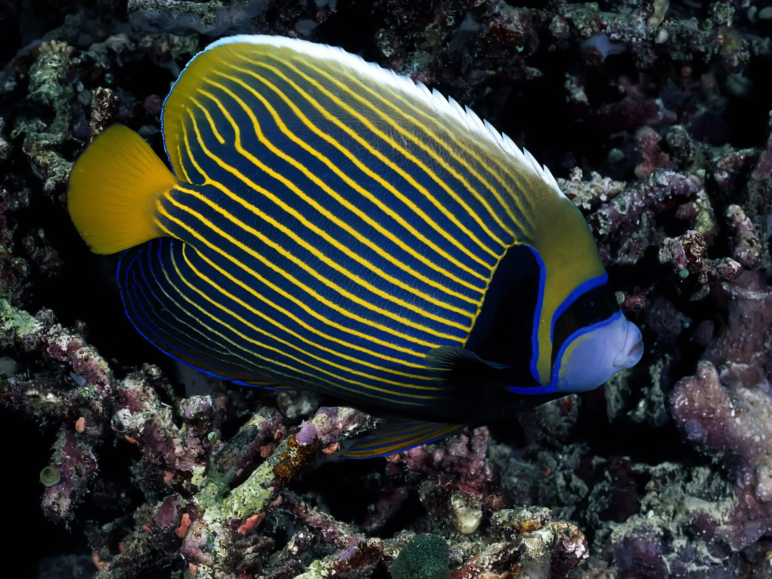 Рыбы океана фото. Красное море рыбки полосатики. Pomacanthus Imperator. Королевский спинорог желтый. Acanthurus lineatus.