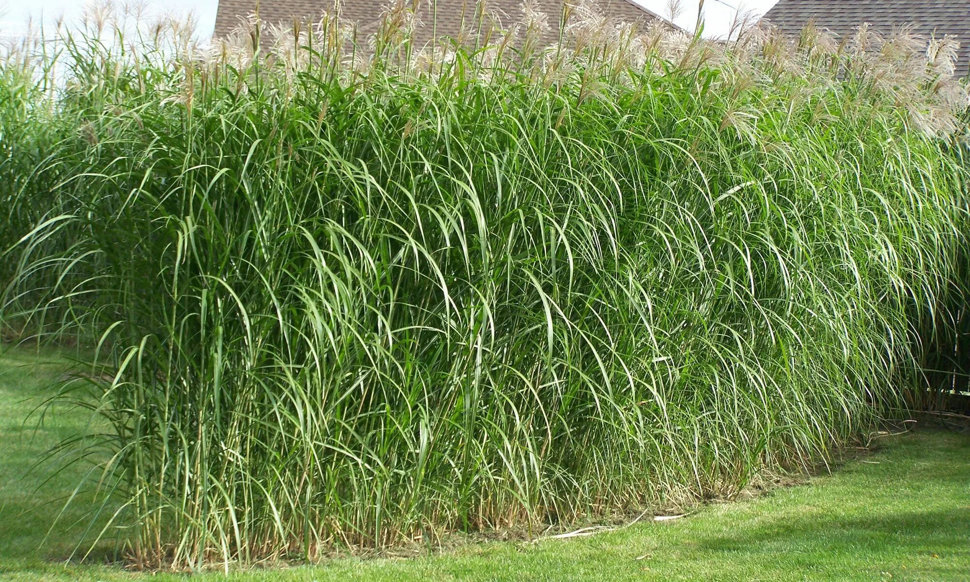 Grass fast class small вычеркни