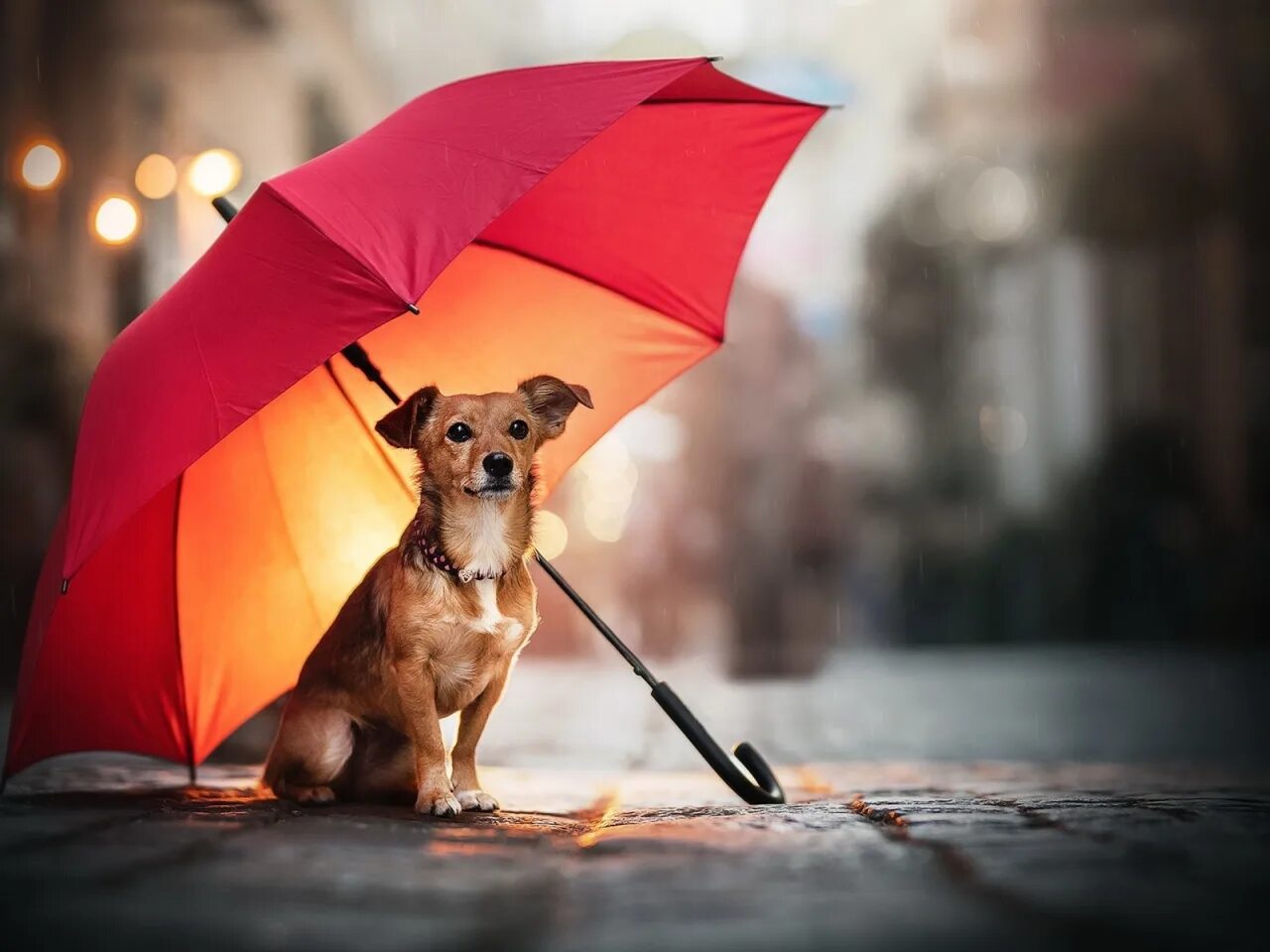 Зонтик сидит. Собака под зонтиком. Собака под зонтом. Зонт для собак. Собака под дождем.