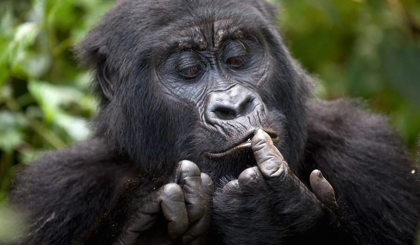 Самая человекообразная обезьяна. Человекообразные обезьяны гориллы. Шимпанзе человекообразные обезьяны. Человекообразные приматы. Большая обезьяна.