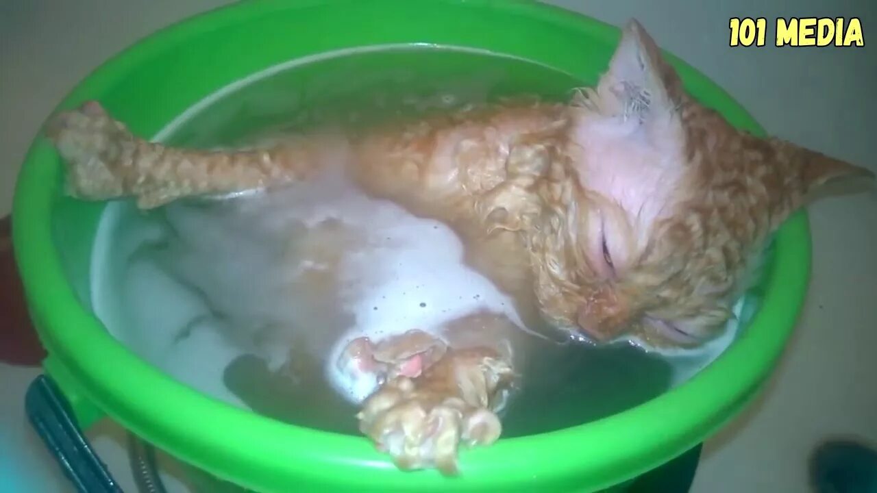Топить котят это грех. Утопленные котята в ведре.
