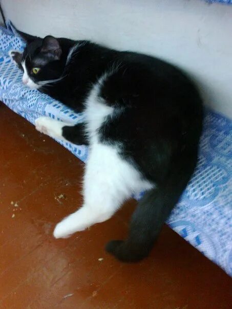 Найден черно белый кот москва. Найденные черно белые коты. Найденные черно белые коты. Нашлась черно белая кошка. Найденные черно белые коты.