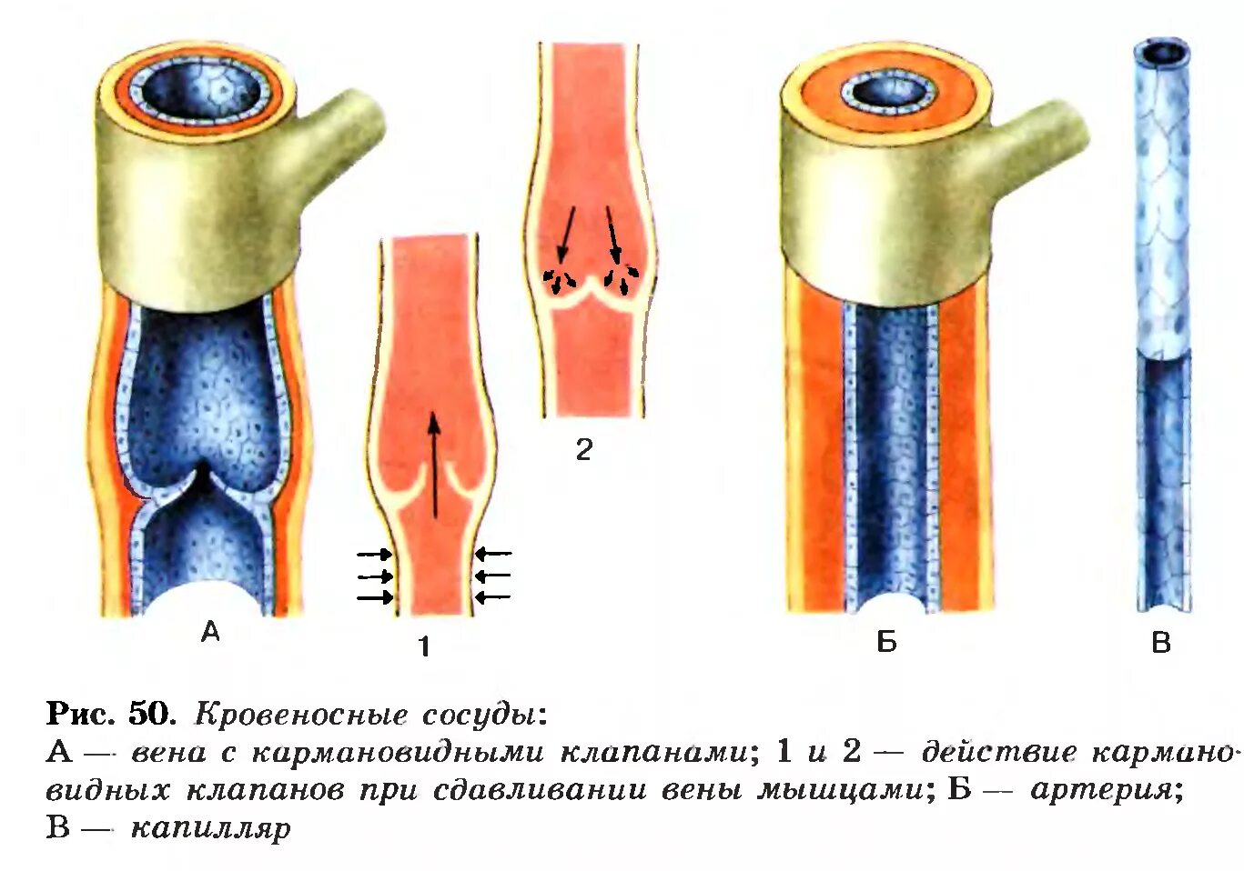 Чем характеризуются сосуды. Строение вен артерий и капилляров 8 класс. Строение сосудов артерий вен капилляров. Строение сосудов артерия Вена капилляр. Строение стенок артерий вен лимфатических сосудов капилляров.