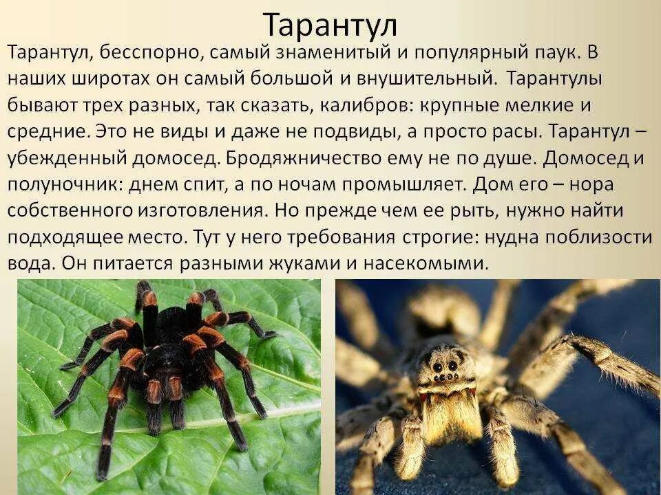 Сообщение о любом паукообразном. Сообщение о пауке. рассказ о пауке тарантуле. доклад о пауках. информация про паукообразных.