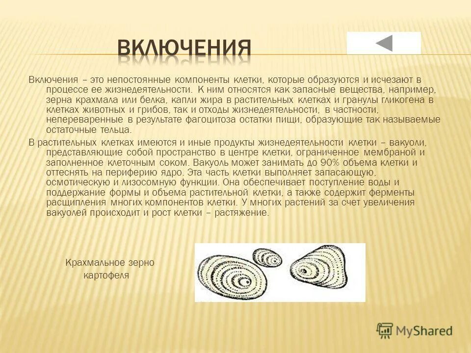 В клетках растений содержится крахмал. Строение крахмального зерна. крахмальные зерна функции. включения зерна крахмала. простое крахмальное зерно.