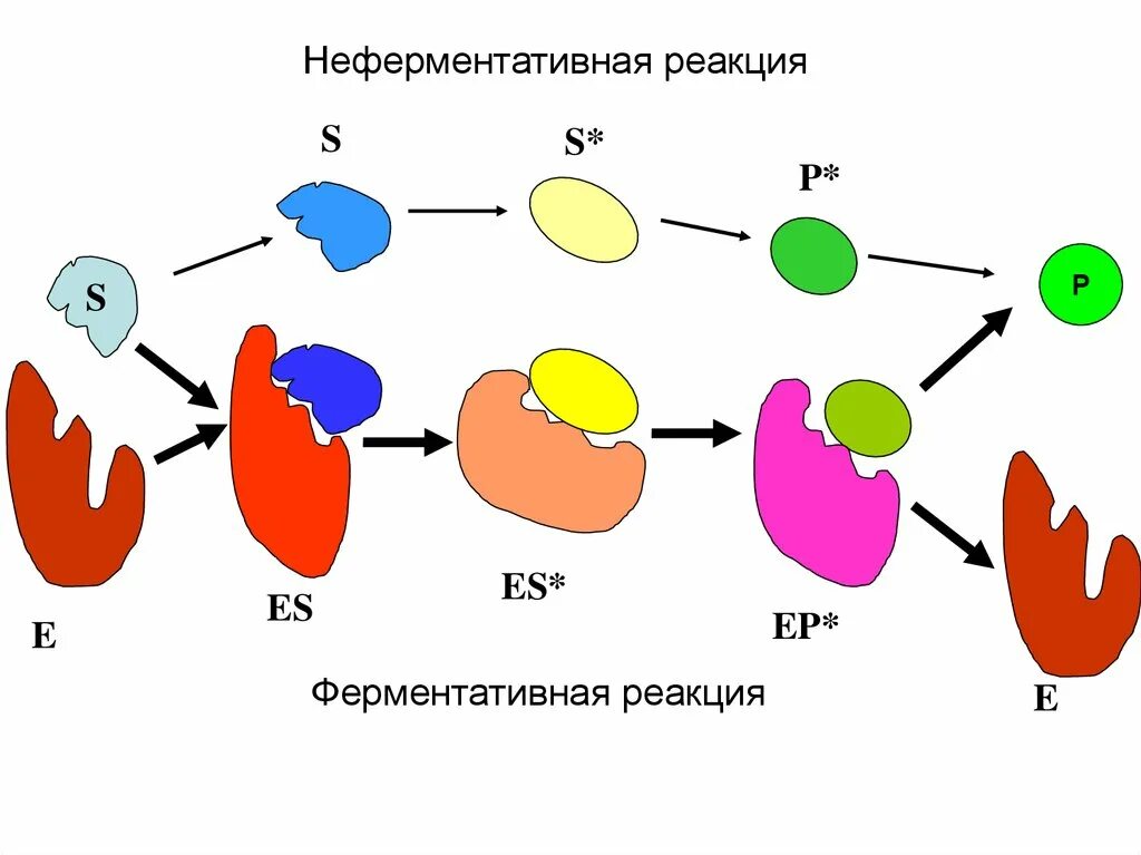 Этапы действия ферментов. Механизм действия ферментов биохимия схема. Схема ферментативной реакции. Схема ферментативного катализа. Схема механизма ферментативной реакции.