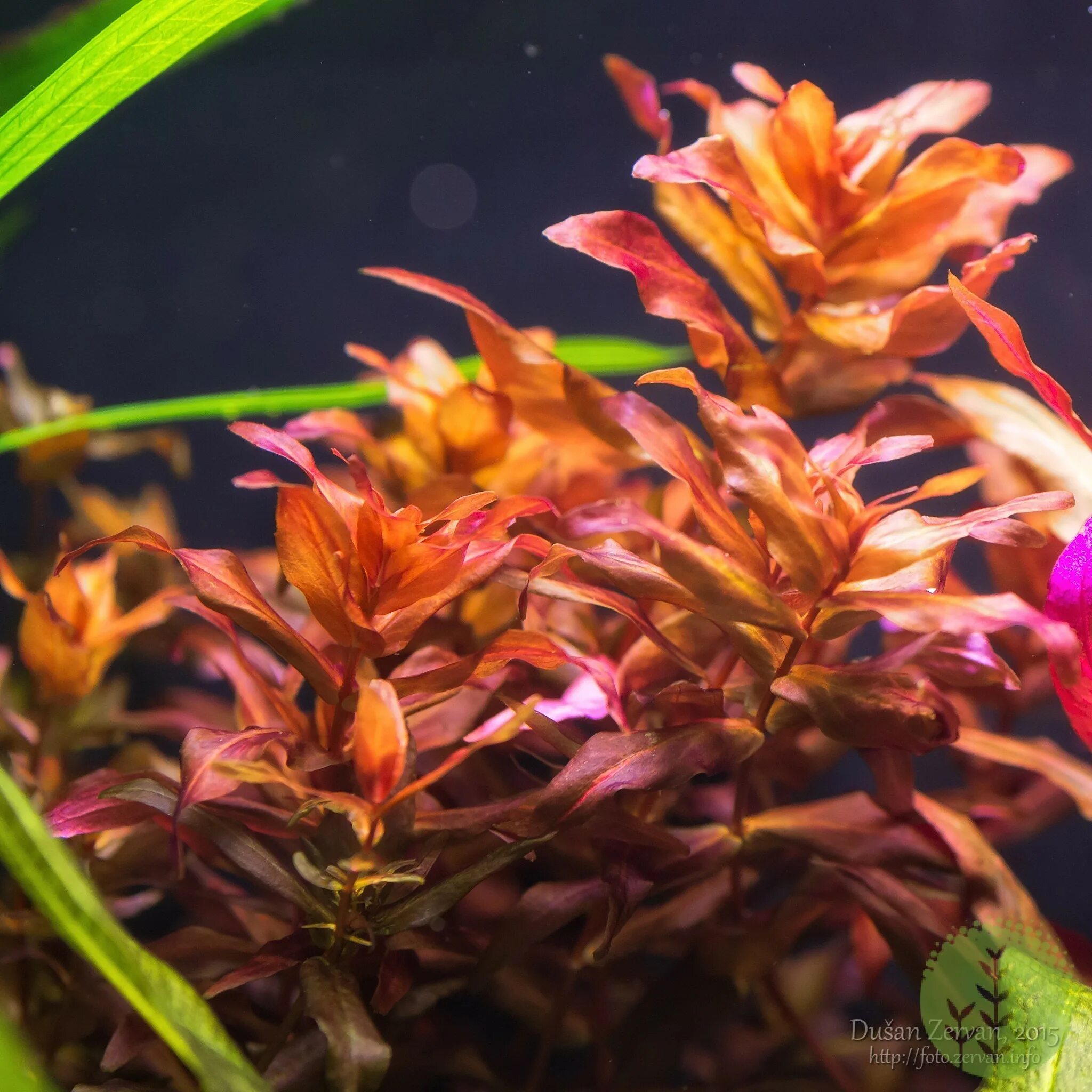 Ротала макрандра красная. Ротала макранда ред. Ротала крупнотычинковая (Rotala macrandra).