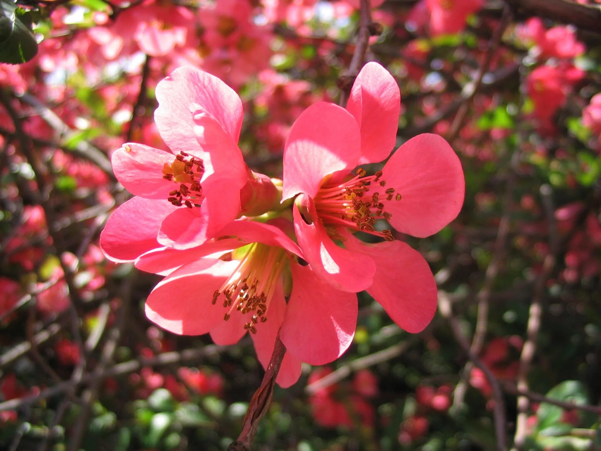 Кустарники розовым цветут название. Японская айва кустарник розовый. Сакура айва. Лепесток цветок японская айва. Цветущая айва розовая.