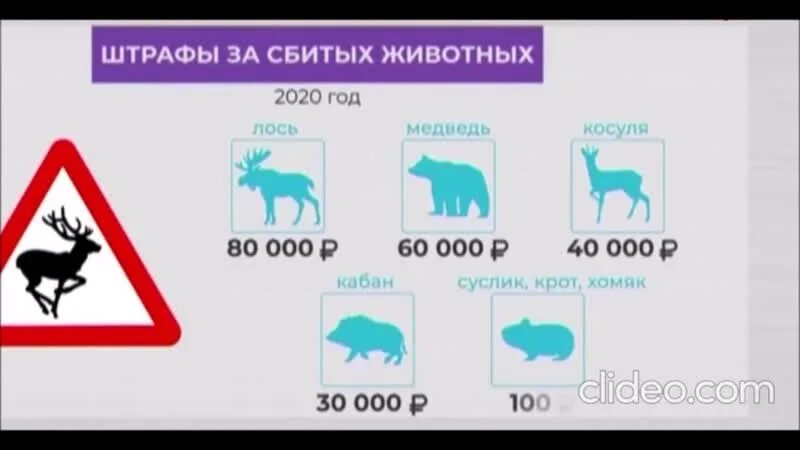 Штраф за сбитого лося 2020. Штрафы за сбитых животных 2021. Штраф за сбитую косулю 2021. Штрафы за животных ччбттых.