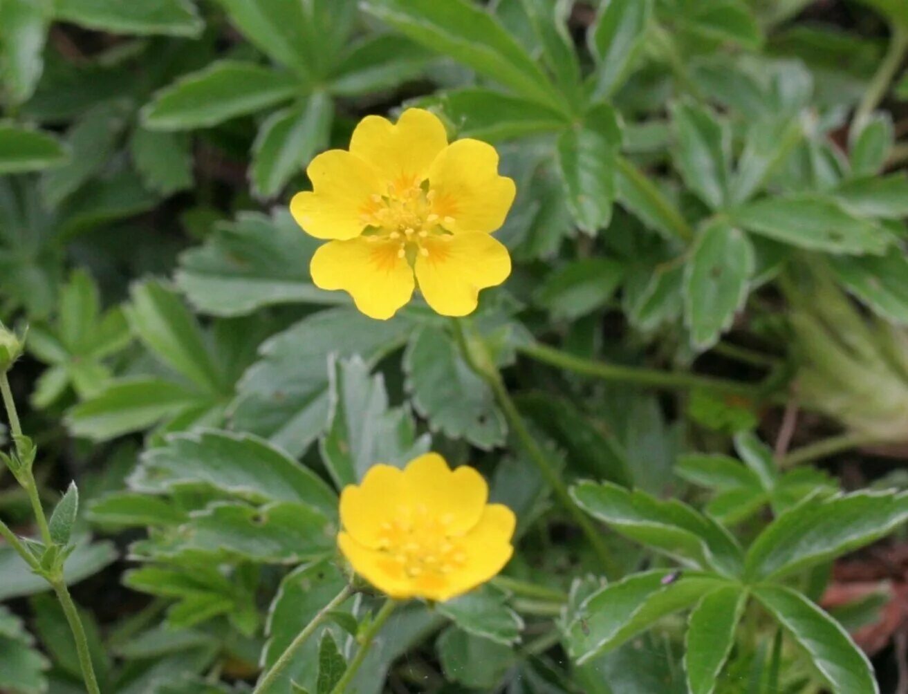 Лапчатка виды. Лапчатка аурея. potentilla aurea. лапчатка с5. лапчатка золотистая.