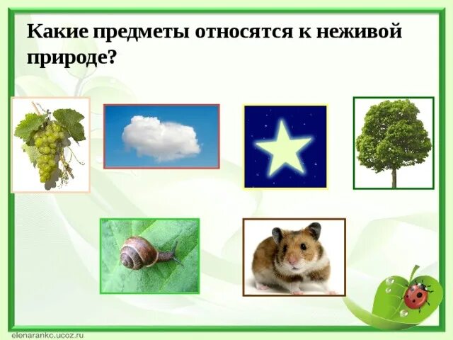 К неживой природе относят. Что не относится к неживой природе. Воздух относится к неживой природе. К какой природе относятся предметы?. Что относится к неживой природе ответ.