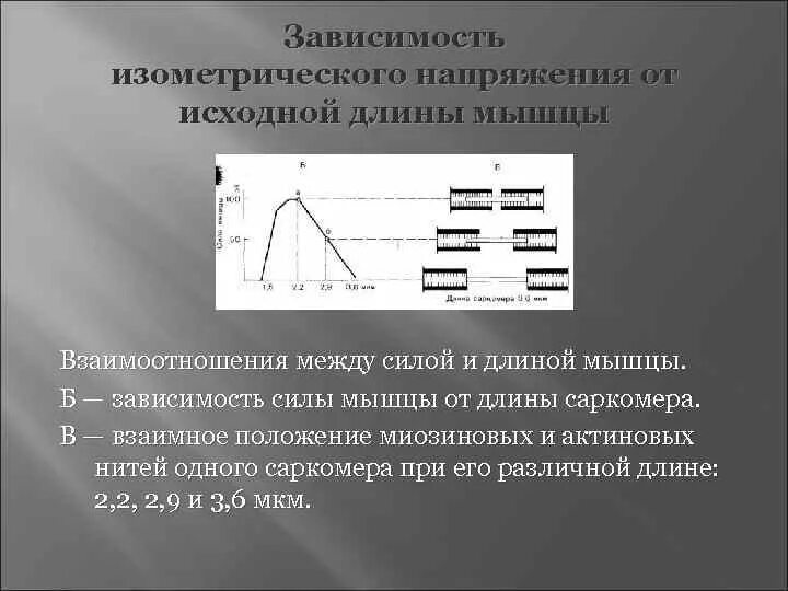 В зависимости от их длины. Зависимость напряжения от длины мышцы. зависимость силы сокращения мышцы от длины саркомера. зависимость длина сила мышцы.
