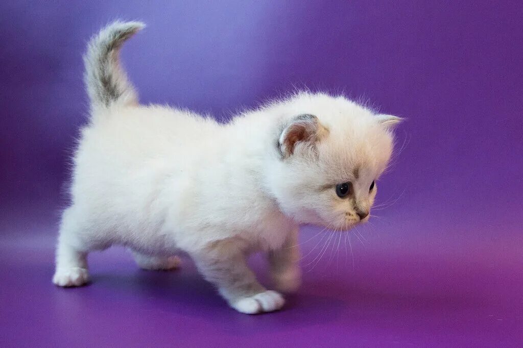 Pin by Ната Гулиева on Обои,фоны,рисунки для телефона. Ragdoll cat colors, Cute 