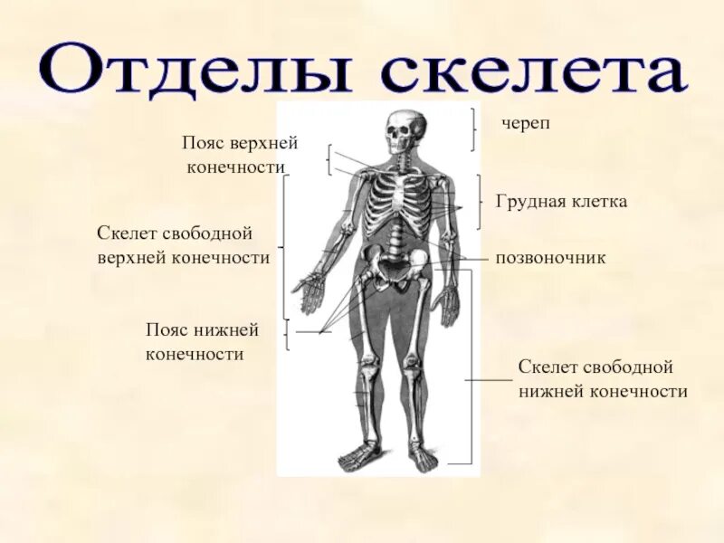 Отделы скелета туловища 2. Отделы скелета свободной нижней конечности. Скелет пояса верхним и нижних. Отделы скелета: туловище, конечности, череп.