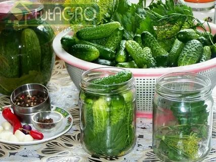 Засолка огурцов физическое явление