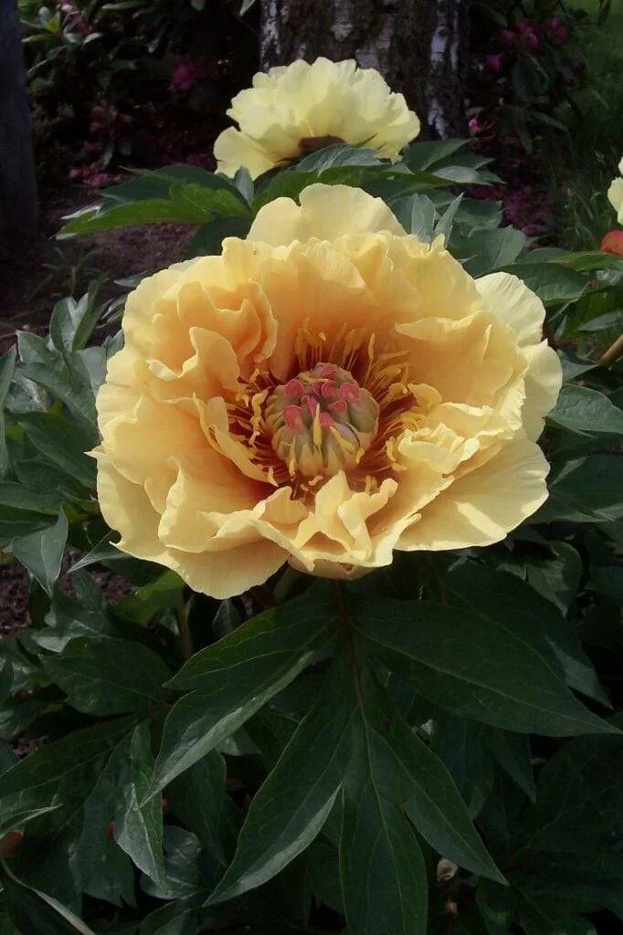 Пион ито гибрид что это. Пион маджестик сплендор. Пион ито magical mystery. Пион paeonia magical mystery tour. Пион ито гибрид что это.