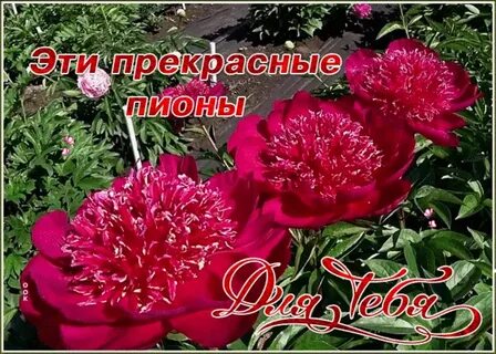 С днем рождения доченька пионы