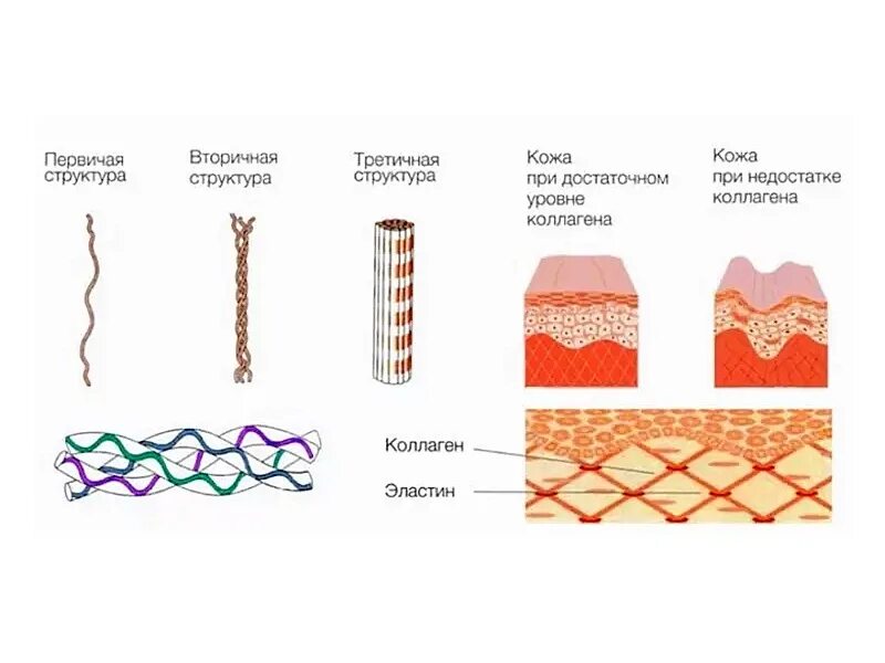 Коллаген эффективность. Коллаген эластин фибробласты. Коллаген и эластин в коже схема. Коллаген и эластин в коже функции. Соединительная ткань коллаген и эластин.