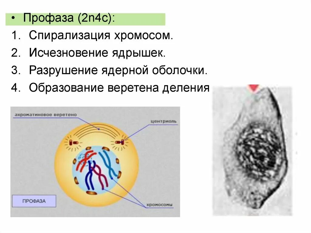 Удвоение центриолей спирализация хромосом. Профаза 2. Ядрышко в профазе. Профаза митоза. Разрушение ядерной оболочки спирализация хромосом.