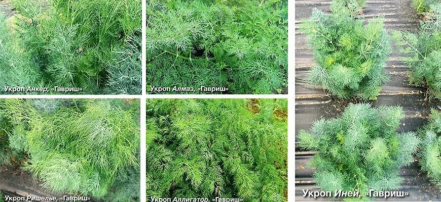 Укроп под зиму сорта. Гавриш укроп иней. укроп аллигатор. укроп аллигатор гавриш.