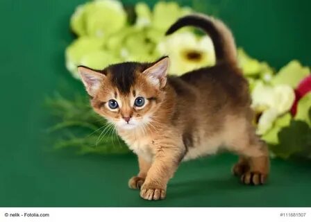 Здоровые котята