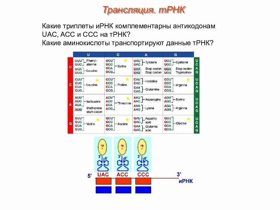 Информационная РНК триплеты антикодоны. Антикодоны т-РНК комплементарны. Антикодон т РНК комплементарен ИРНК. Триплет т РНК.