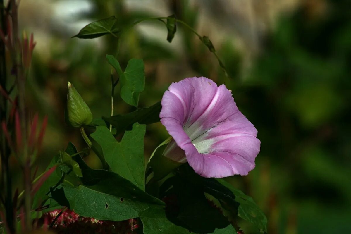 Ипомея вьюнок. Мавританский вьюнок. Вьюн цветет. Цветок вьюн ипомея. Вьюнок полевой (ипомея).