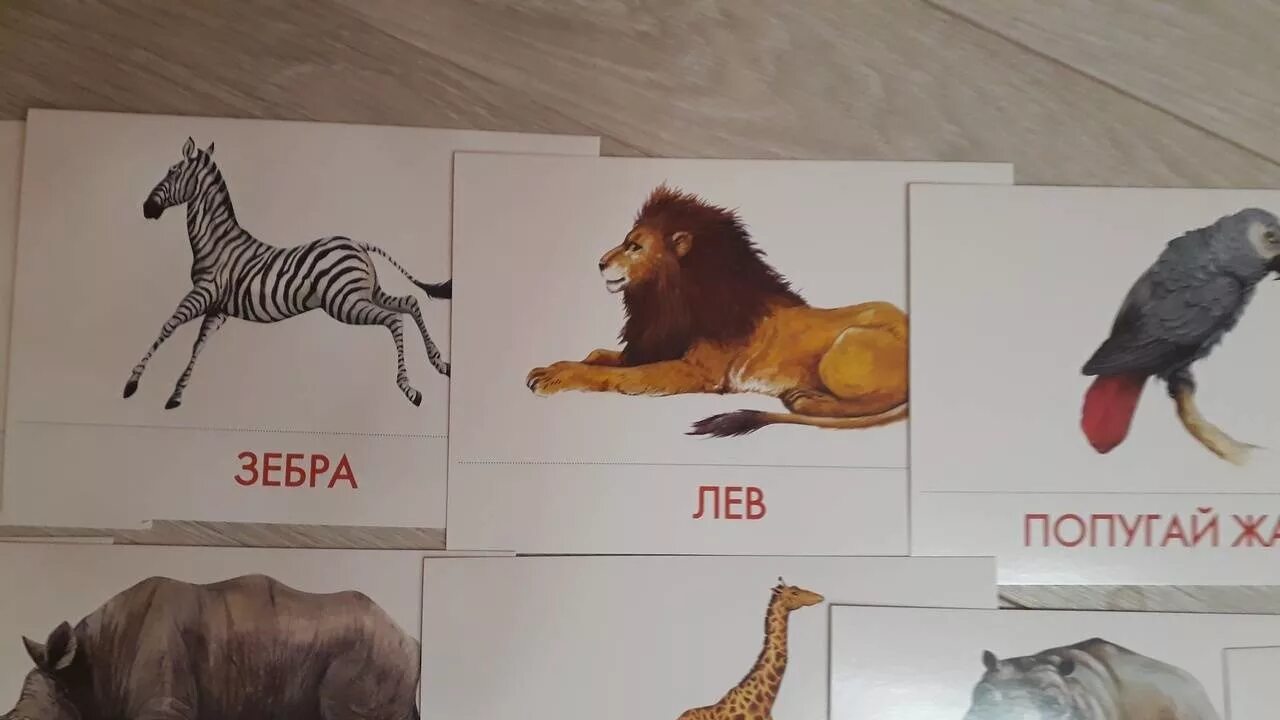 Включи карточки есть. Карточки животных. Карточки Домана животные. Экзотические животные карточки. Животные Африки дидактические карточки.