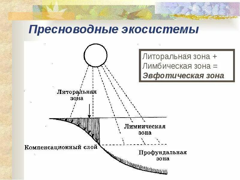 Экосистемы одной зоны 4 буквы. Пресноводные экосистемы. литоральная зона. лентические экосистемы. литоральная зона водоема это.