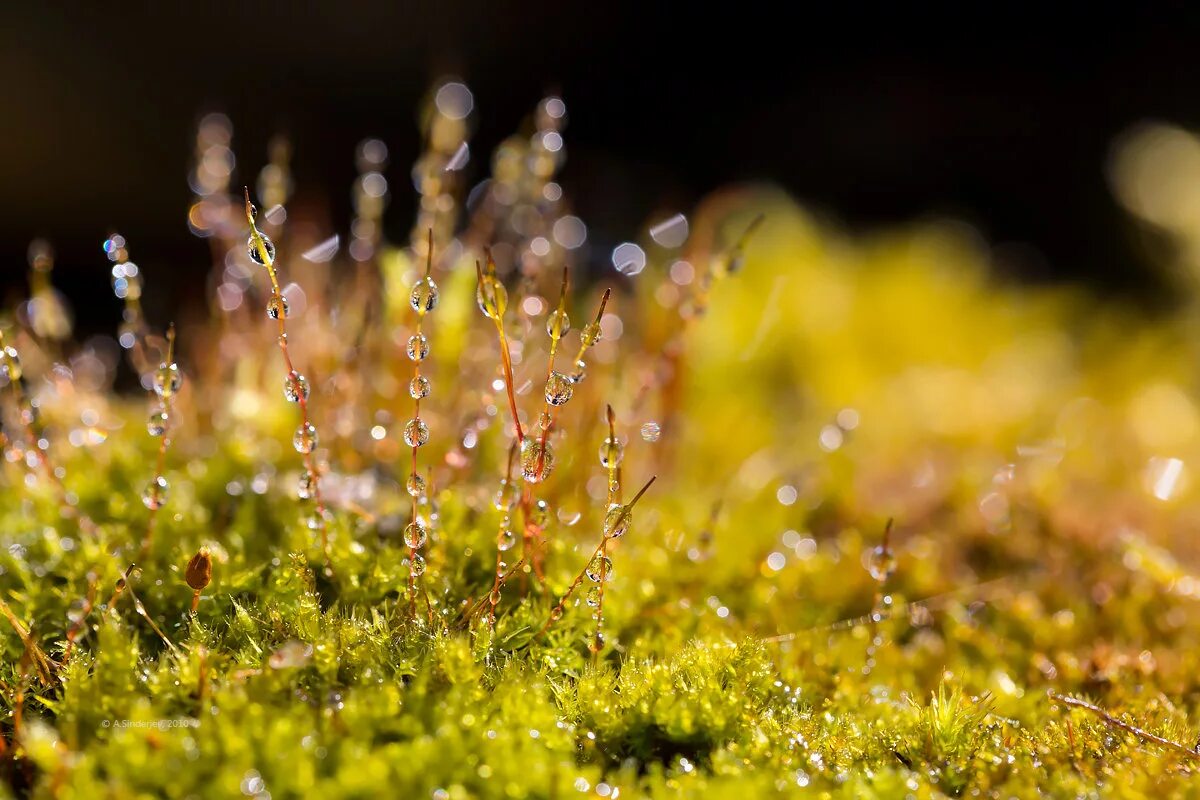 природа макро. природа в макросъемке. макромир природа. роса на мхе. мох с росой.