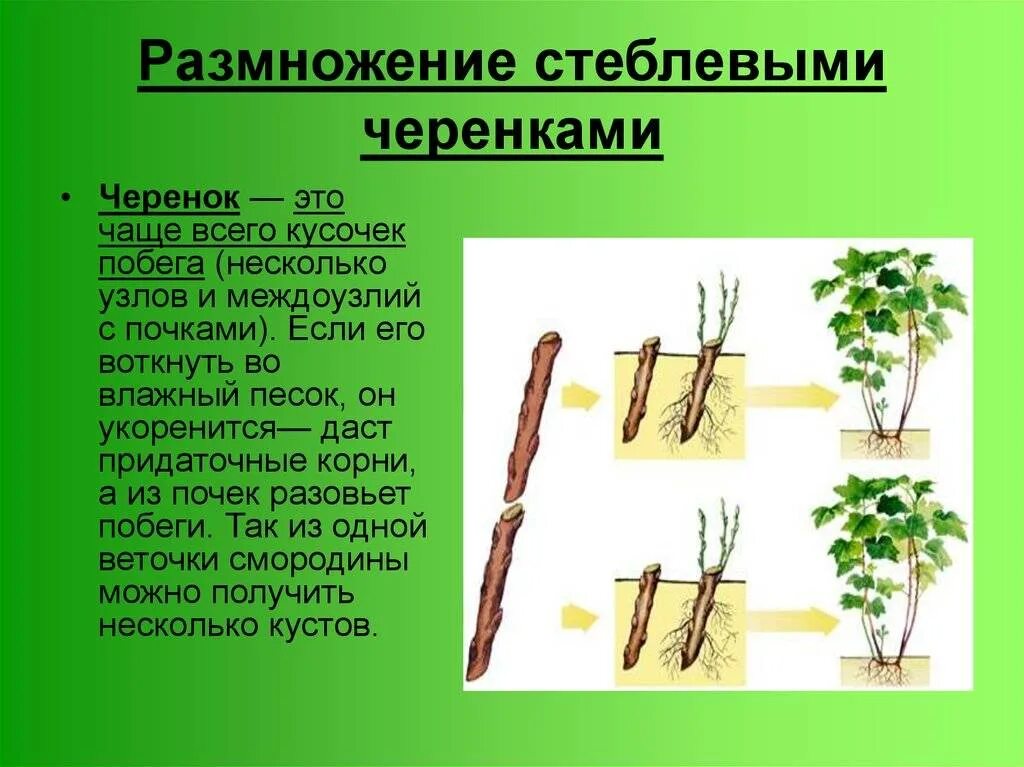 Размножение корневыми побегами. Стеблевые черенки вегетативное размножение. Вегетативный орган размножения листовые черенки. Побег стебель стеблевой черенок. Способ размножения растений черенкование.