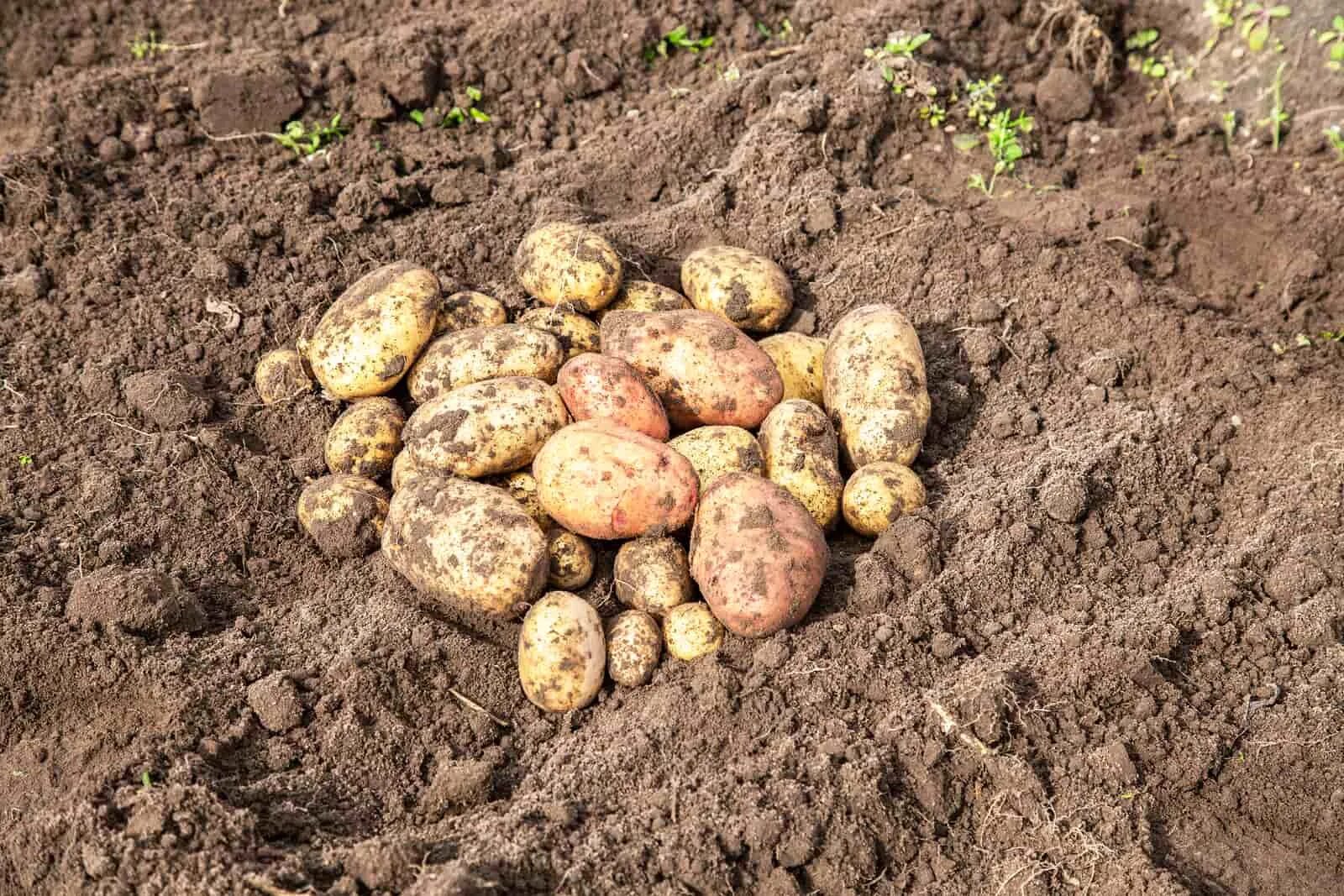 Картофель мужской род. Компьютер работающий на картошке. Popatoes' field for digging. Potato field area. Farmer against Potatoes сет карт.