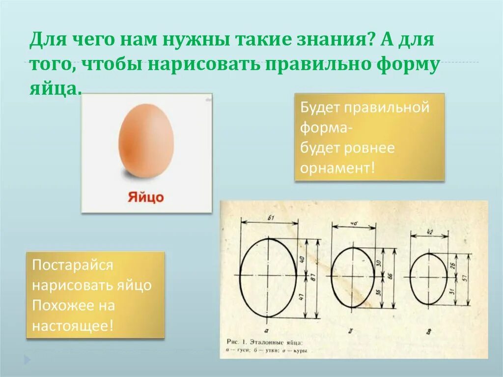 Почему яйцо такой формы. Почему яйцо такой формы