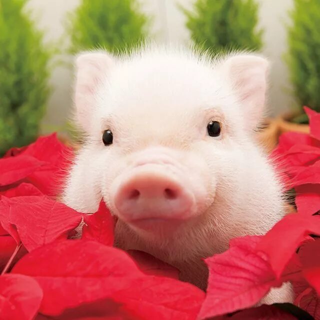 Pin by Emma O'Connell on I just can't resist... Baby pigs, Micro pigs, Pot belly