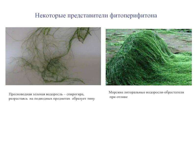 Перифитонные водоросли. Фитоперифитон. Перифитон спирогиры. Зеленые водоросли спирогира.