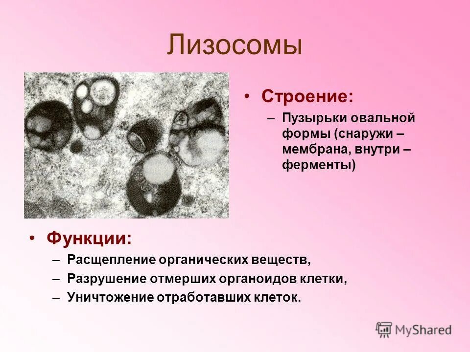 Ферментативная функция клетки. Ферментативная функция клетки