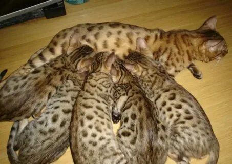 Вес бенгальского котенка