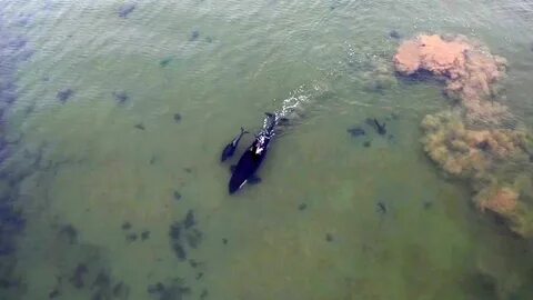 Что с касатками в японском море случилось