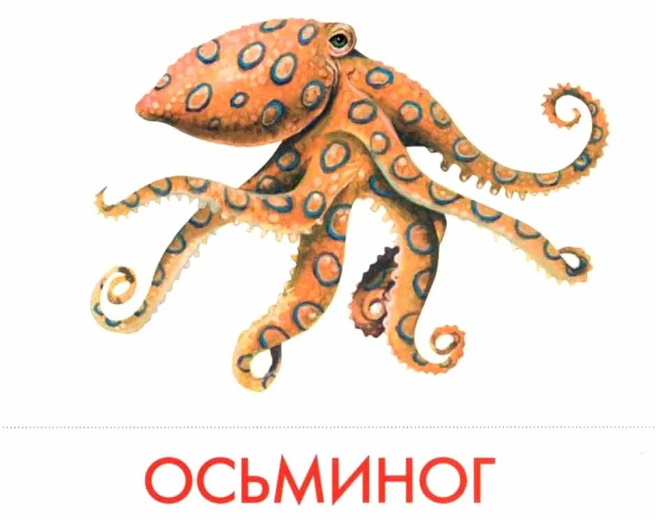 длинноногий осьминог. морские обитатели презентация. морские обитатели с названиями для детей. как правильно пишется осьминог. спрут головоногий моллюск.