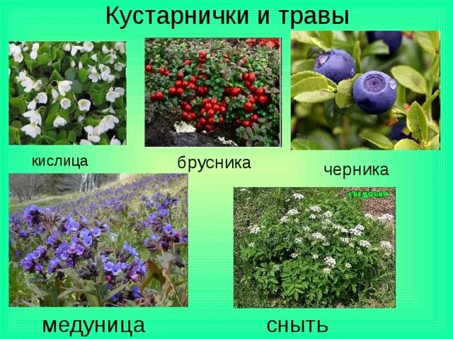 Выберите кустарнички. Кустарнички черника брусника. брусника это кустарник или кустарничек. название кустарников и кустарничков. примеры кустарничкикустарнички.