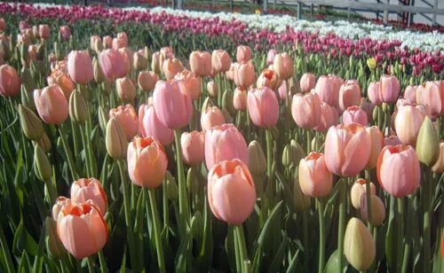 тюльпаны балашиха