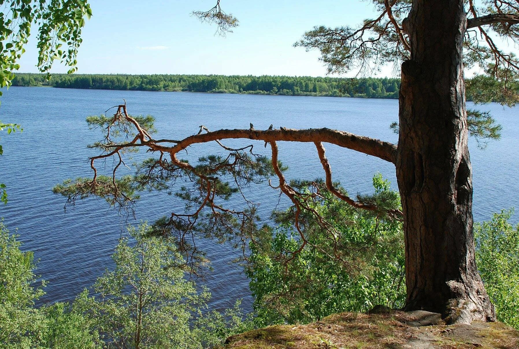 Озеро волго тверская. Озеро Волго Тверская область. Сосновый Бор озеро Волго. Берег Волги Сосновый лес Углич. Озеро Волго Бор Волго.