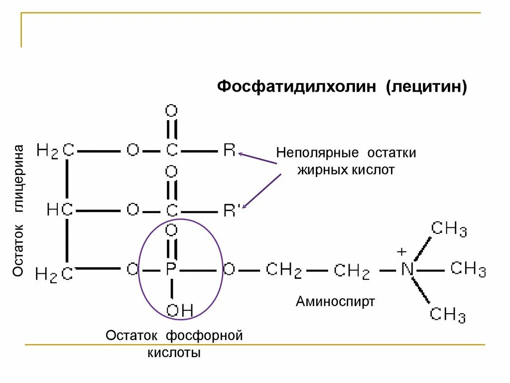 Сложные эфиры. Жиры - презентация, доклад, проект скачать