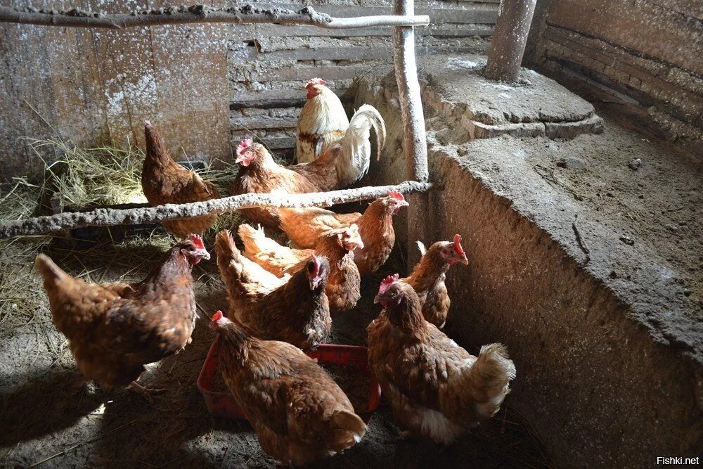 Куры несушки. Куры в хлеве. Сарай для куриц. Куры в хлеве. Куры в сарае.