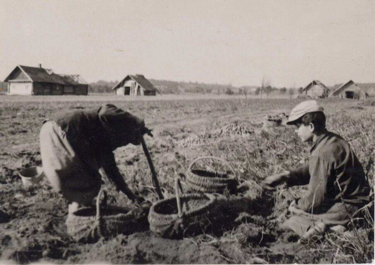 Советская деревня 1930-е годы. Крестьянское хозяйство СССР. Деревни в 1930 годы в Белоруссии. Уборка картошки.