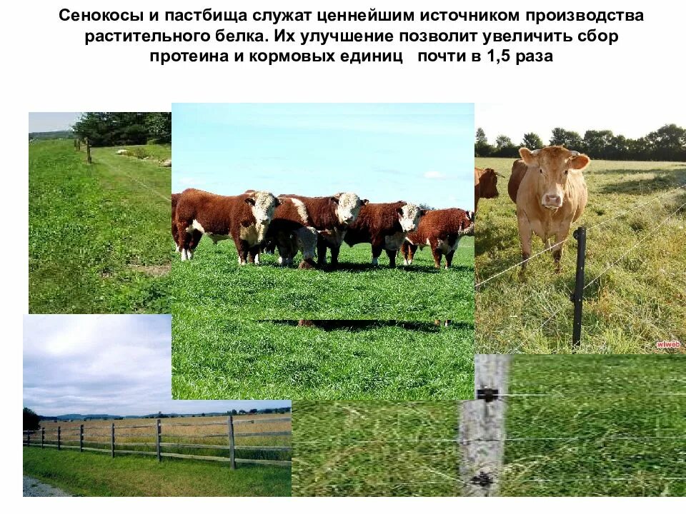 Биологические особенности рогатого скота. Биологические и хозяйственные особенности крс. крс для презентации. улучшение сенокосов и пастбищ. биологические особенности крс.