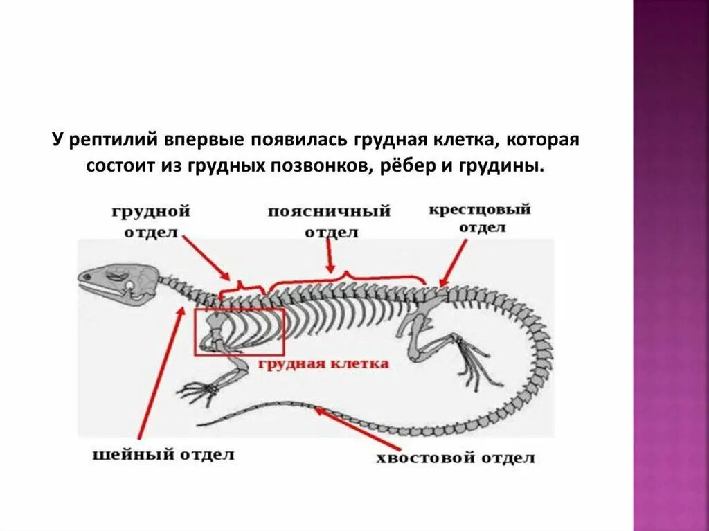 У пресмыкающихся есть грудная клетка. Скелет пресмыкающихся шейный отдел. Шейный отдел позвоночника рептилий. Пресмыкающиеся внешнее и внутреннее строение. Внутреннее строение пресмыкающихся.