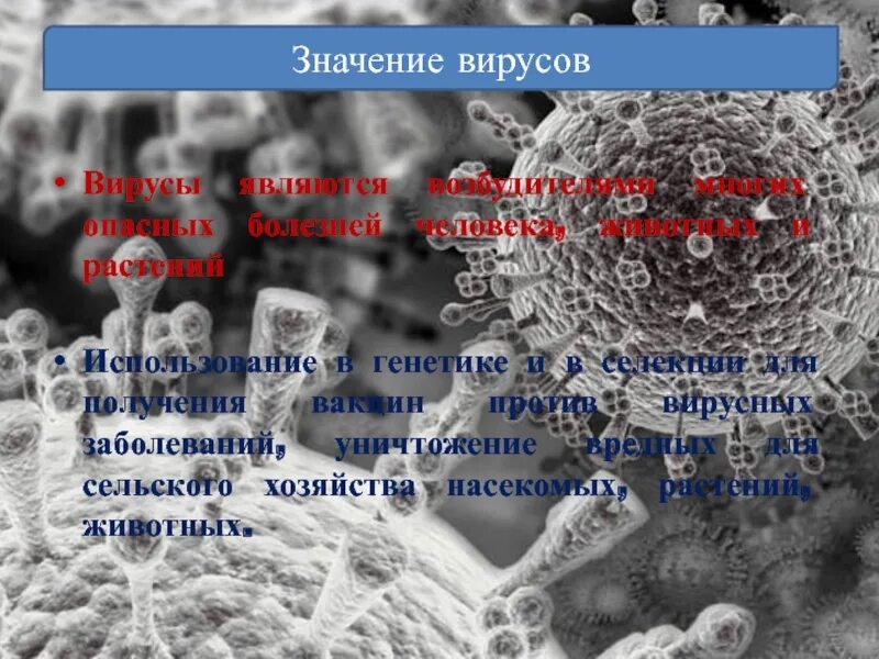 Вирус является живым организмом. Процессы жизнедеятельности вирусов. Процессы жизнедеятельности вирусов кратко. Значение вирусов. Жизнедеятельность вирусов биология.