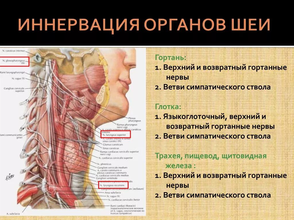 Шея нерв иннервация. Кровоснабжение органов головы и шеи анатомия. Иннервация глотки нервы. Глотка анатомия иннервация. Глотка какие железы