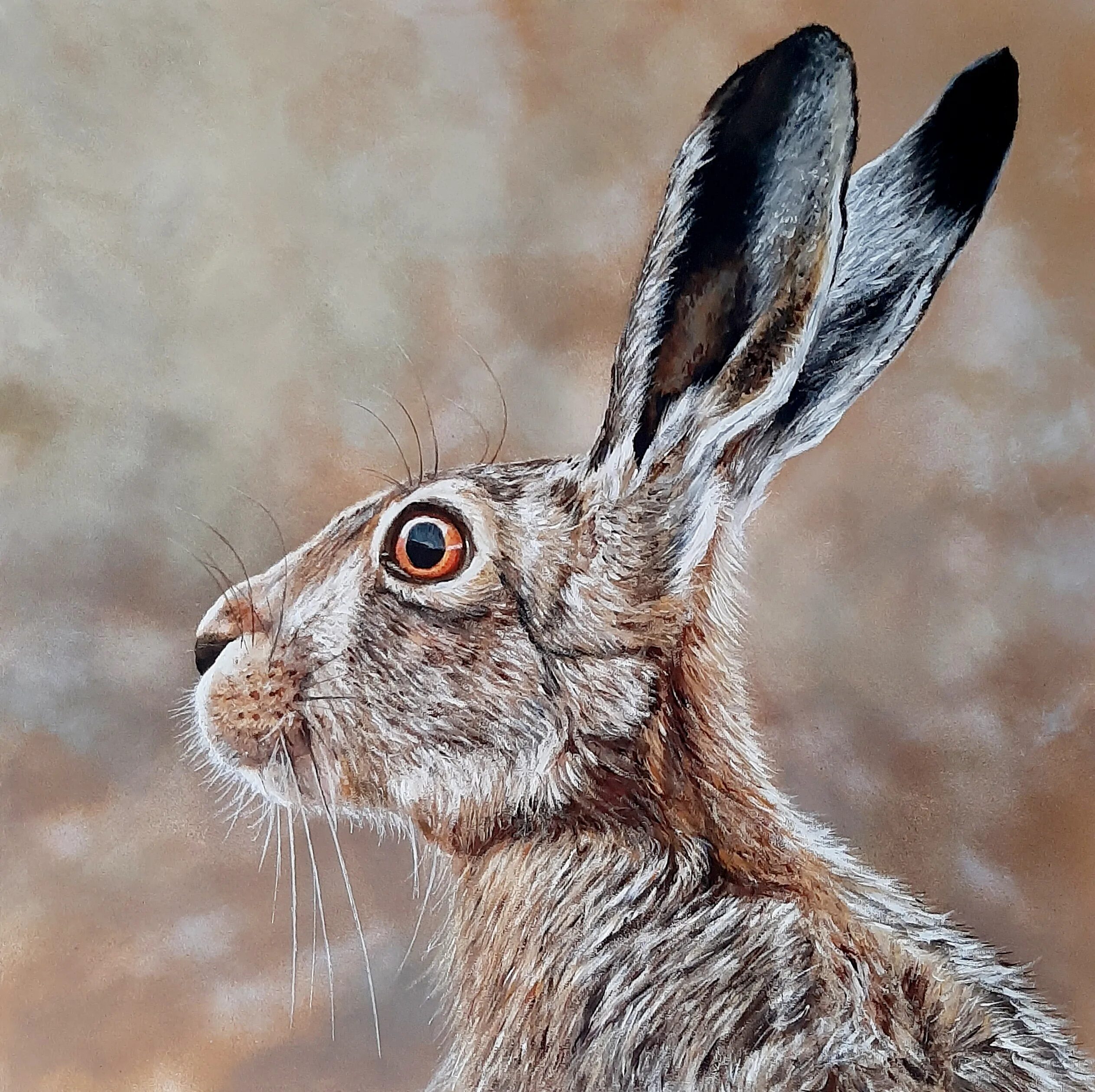 Hare&#039;s